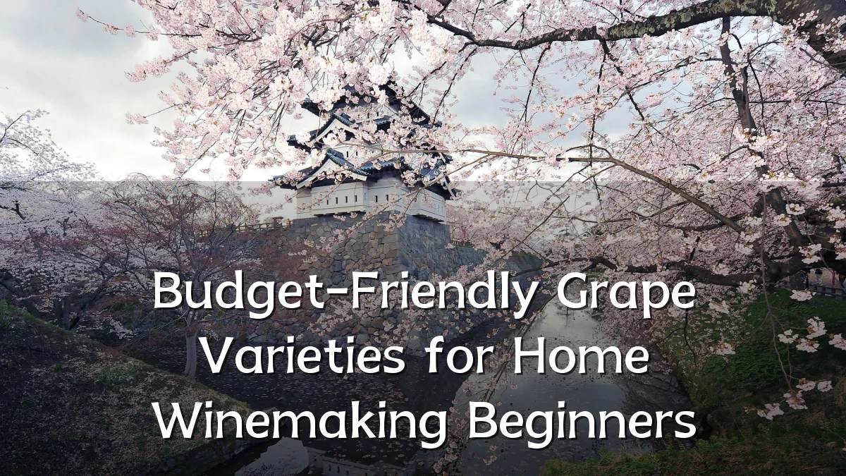 Budget-Friendly Grape Varieties for Home Winemaking Beginners