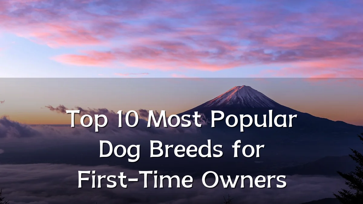 Top 10 Most Popular Dog Breeds for First-Time Owners