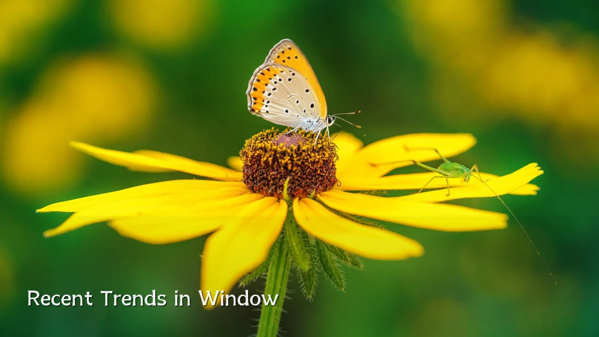 Recent Trends in Window